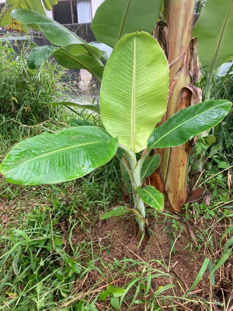 南国沖縄のアダンの苗