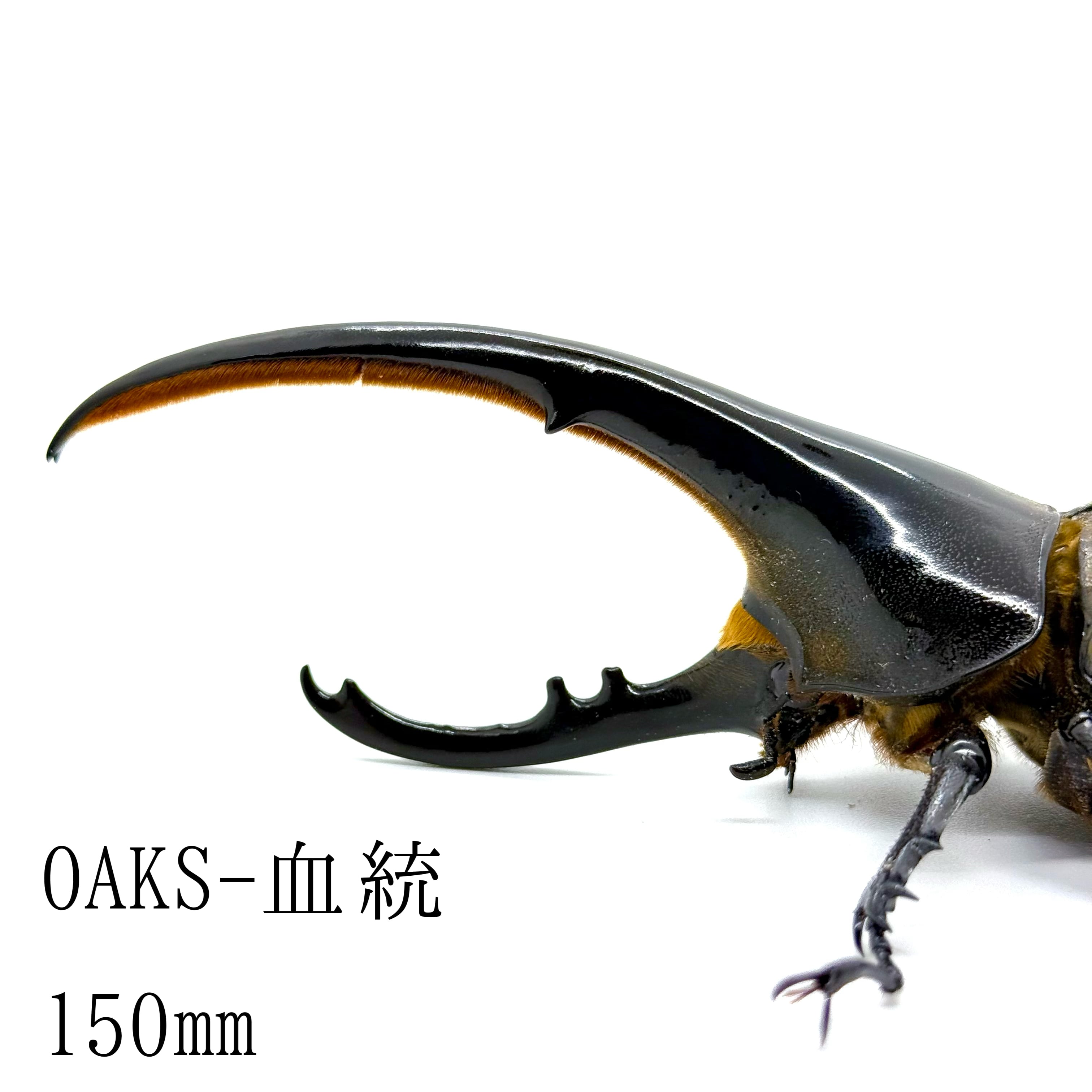 150㎜ / 成虫 / オス / ヘラクレスオオカブト