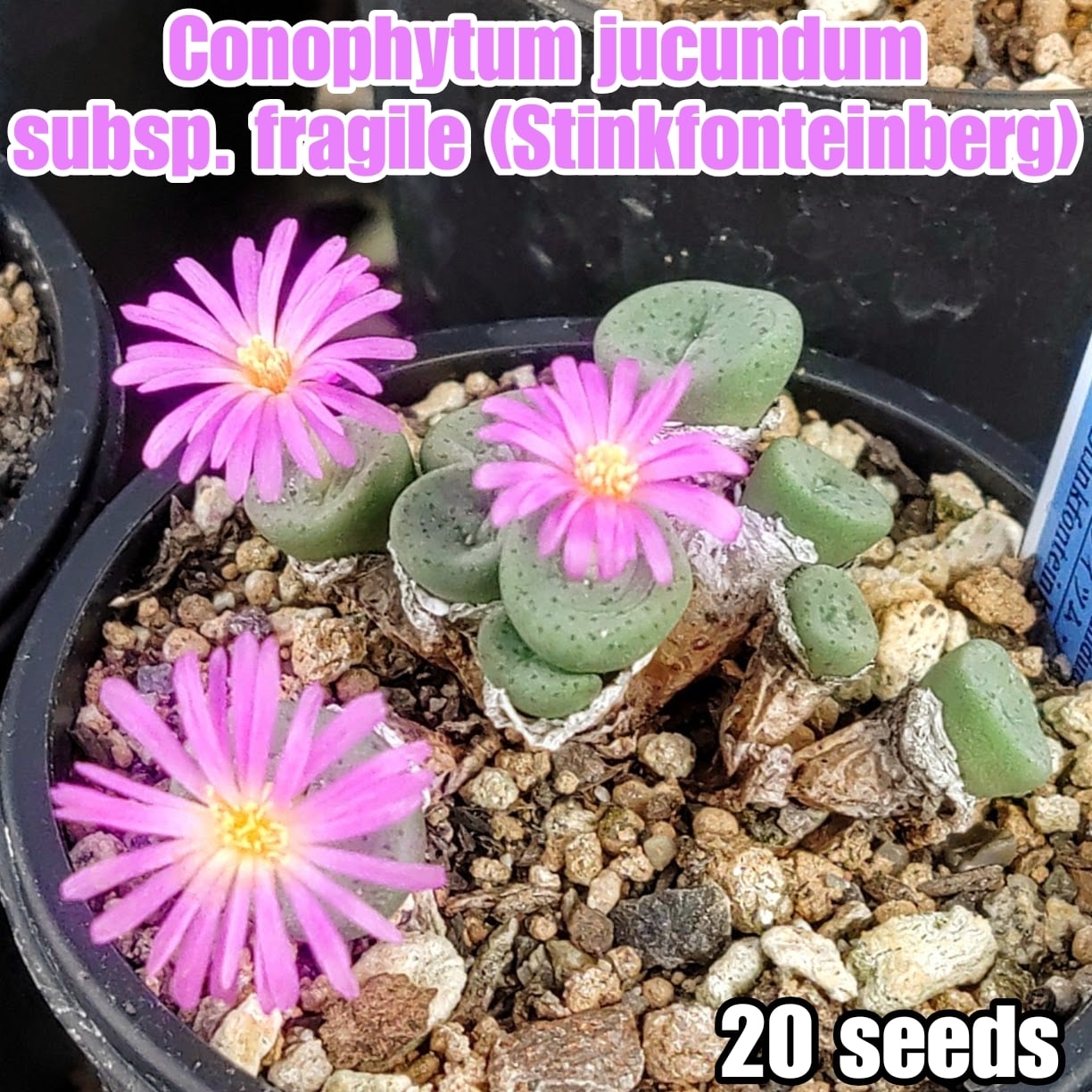 種子(少量パック)/20粒】Conophytum regale (SB 793)/コノフィツム