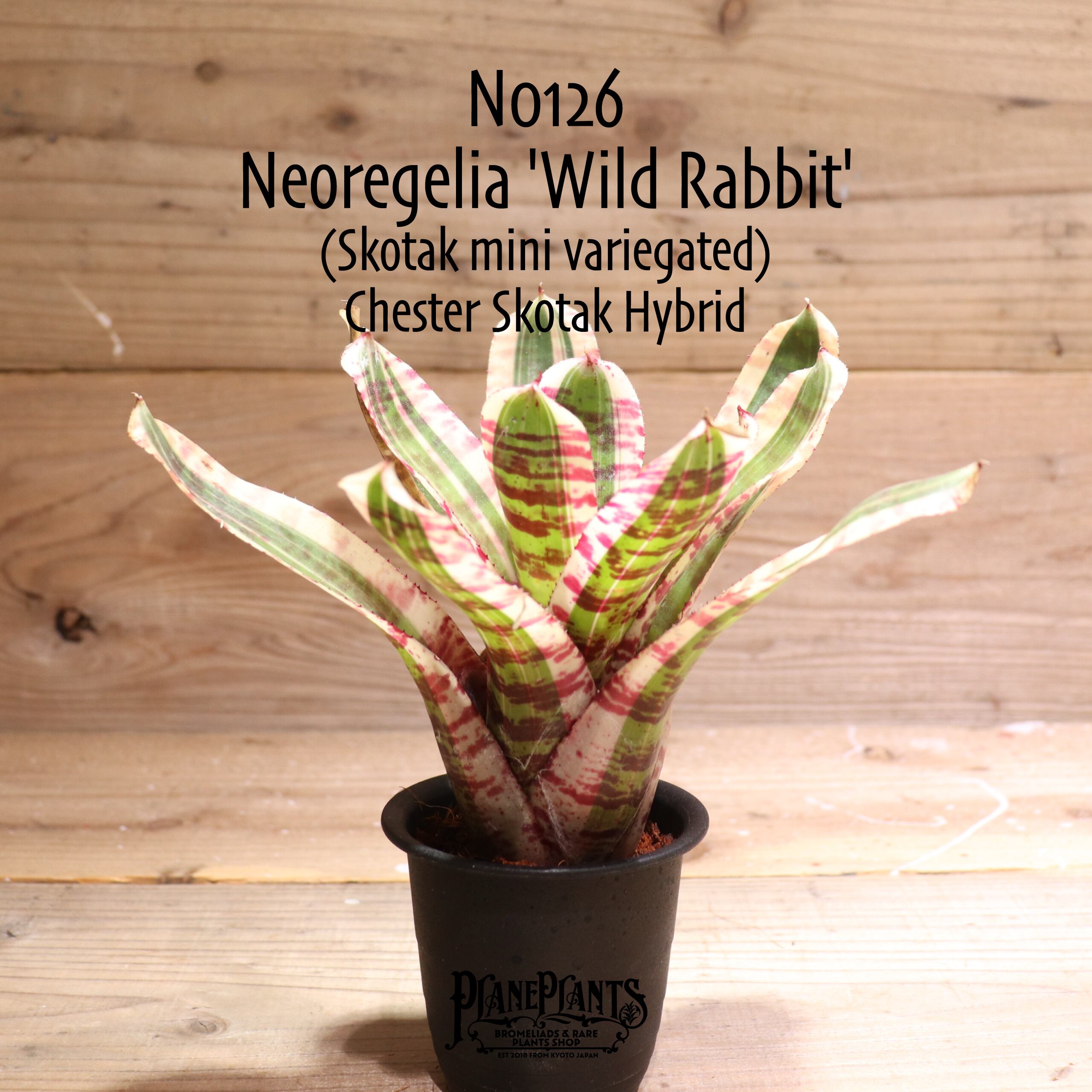 【送料無料】Neoregelia 'Wild Rabbit'〔ネオレゲリア〕現品発送N0126