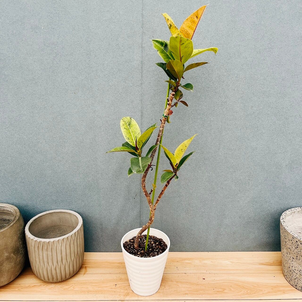 ［現品］B4 アロエディコトマ　6号　観葉植物　室内　屋外　おしゃれ　多肉植物 現品］B4 アロエ ディコトマ 6号 観葉植物 室内 屋外 おしゃれ 多肉