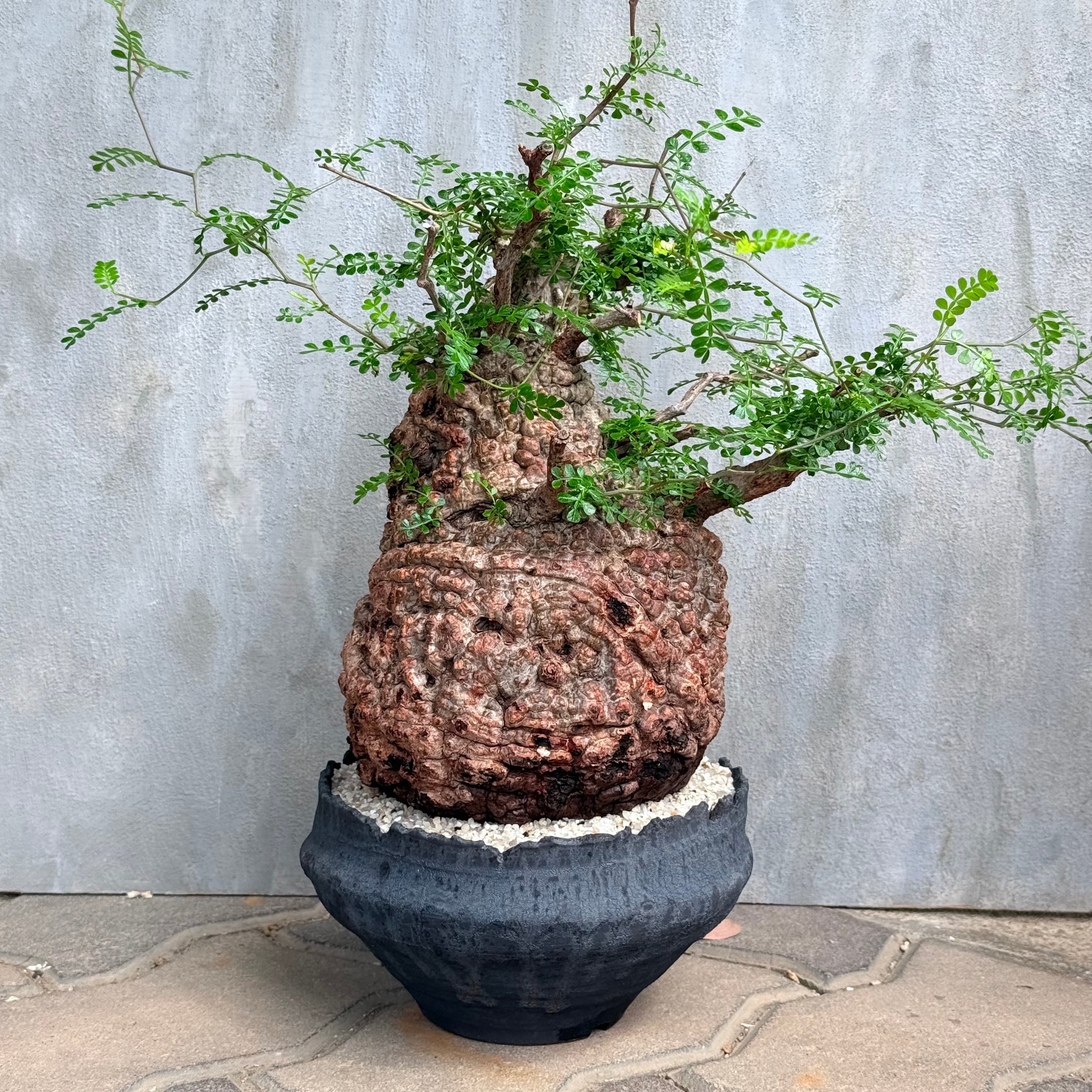 植物 | A-PLANTS