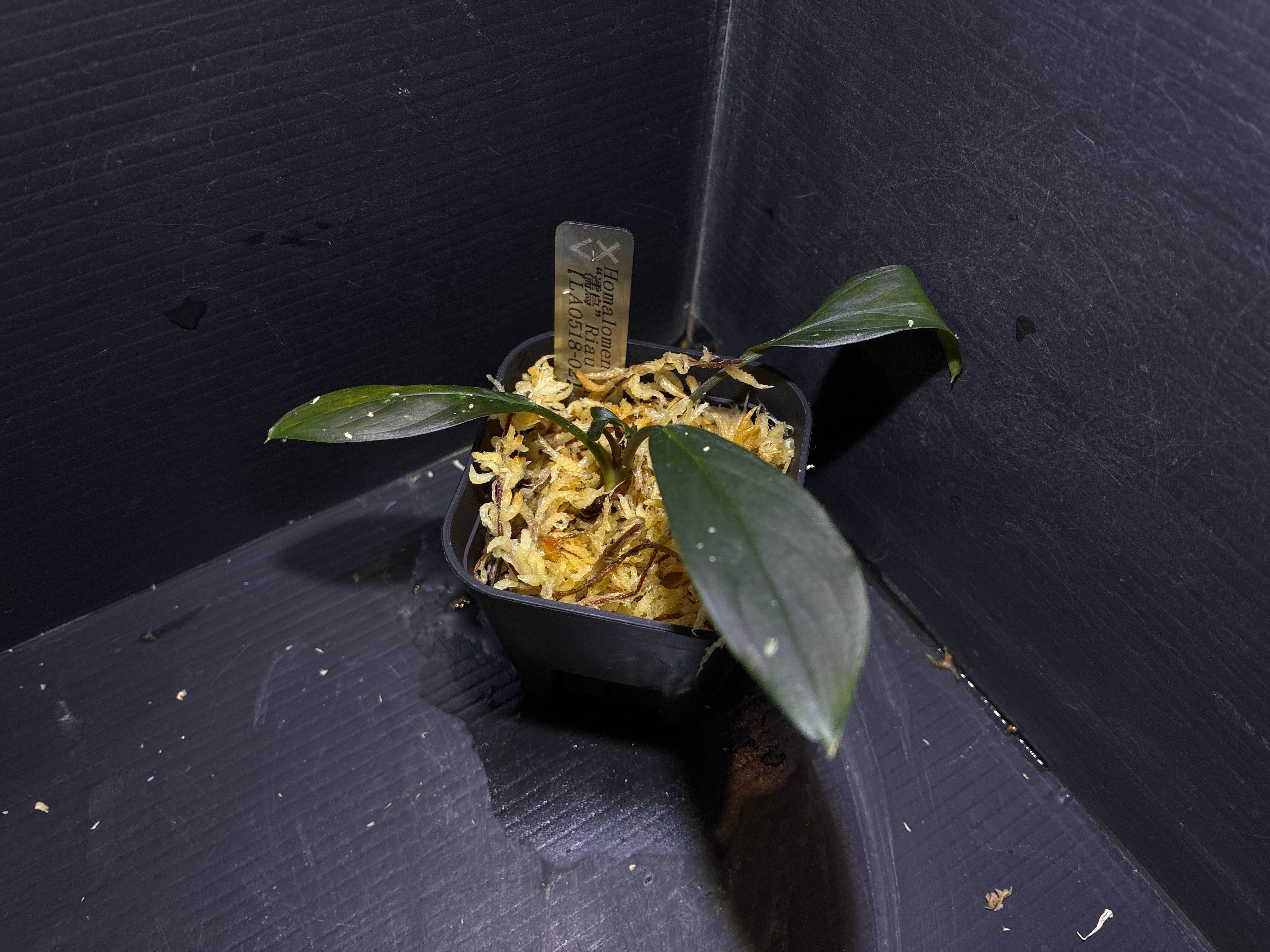 Bucephalandra sp.Kedagang Pink Variegata（ブセファランドラsp.クダ