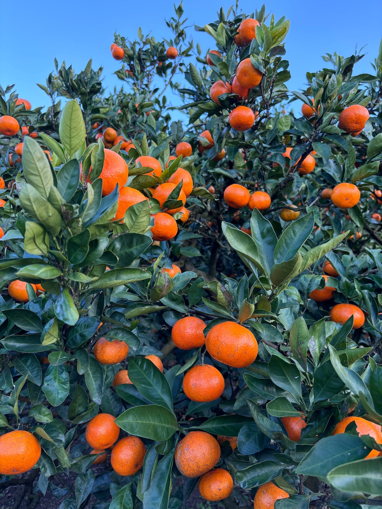 到着日 4月3日(金) 上門みかん 抽選申し込み 画像3
