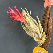 チランジア　ブラキフィラ【572】