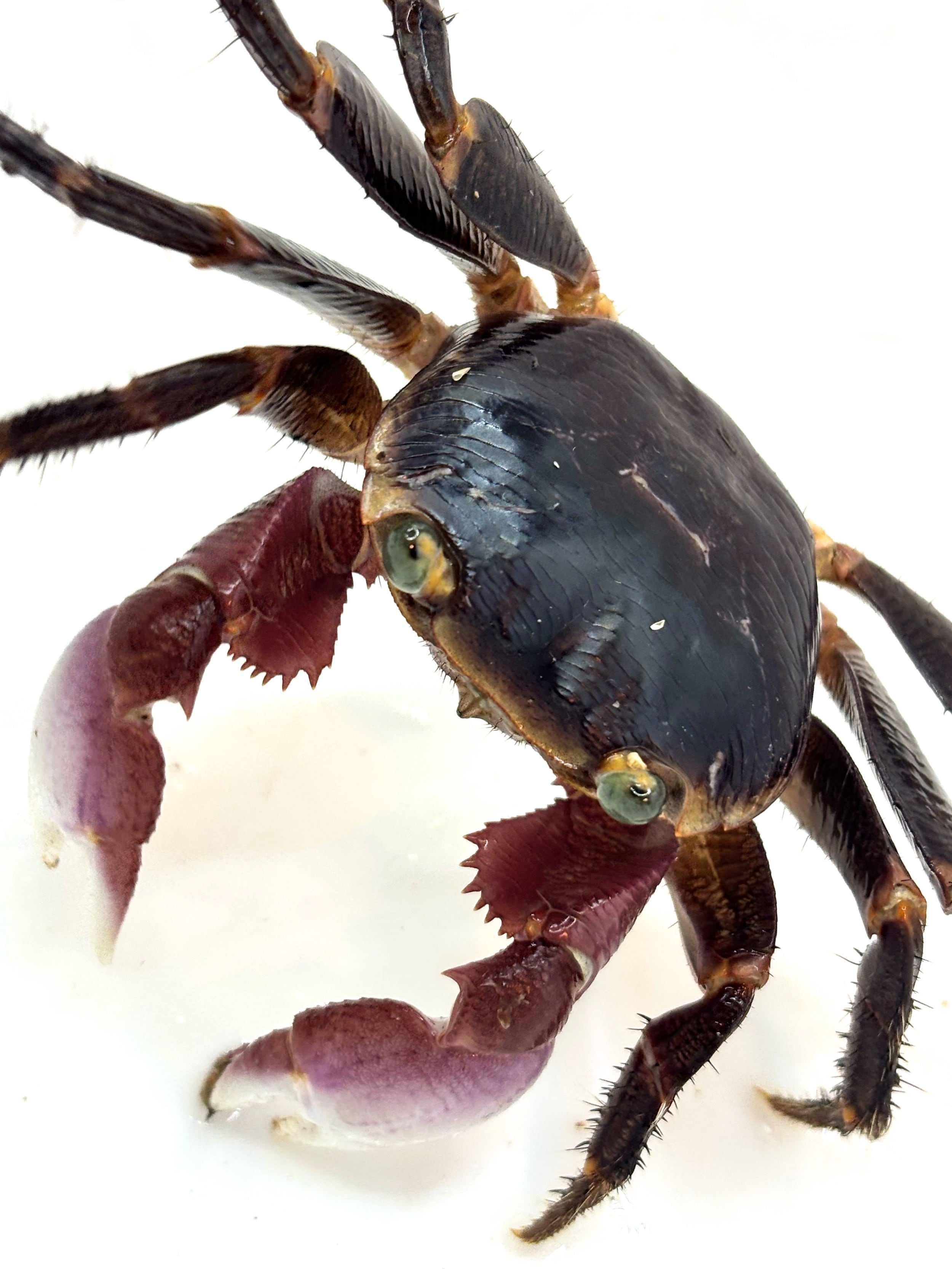 カクレイワガニ♀② 伊平屋島産 1匹 | まるころ商店〜まるくて