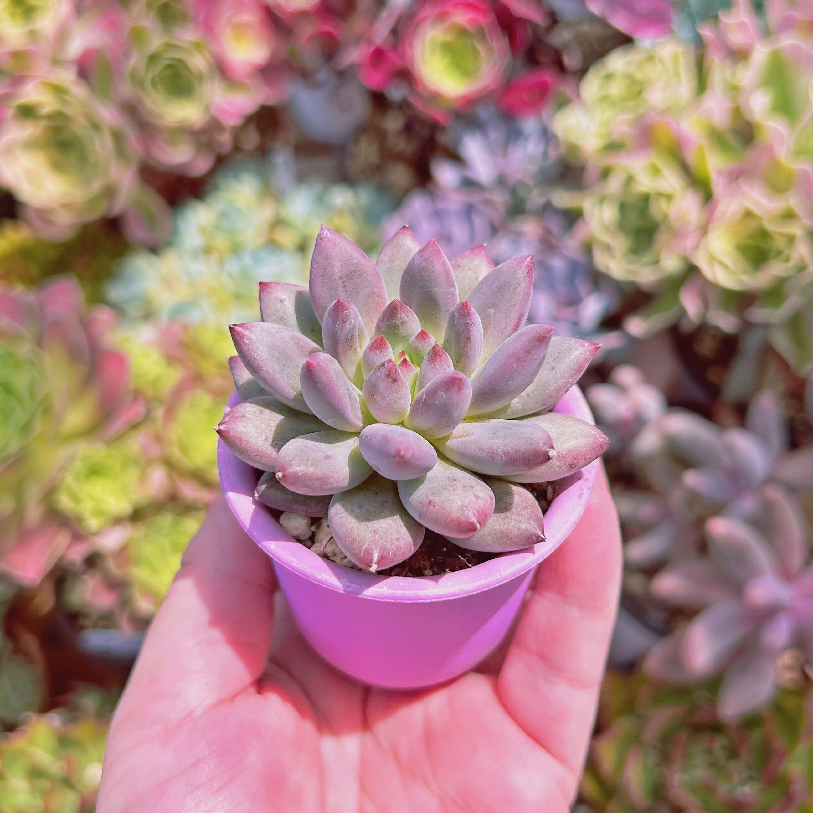 現物 多肉植物 金魚姫 抜き苗 | るる農園~多肉植物専門