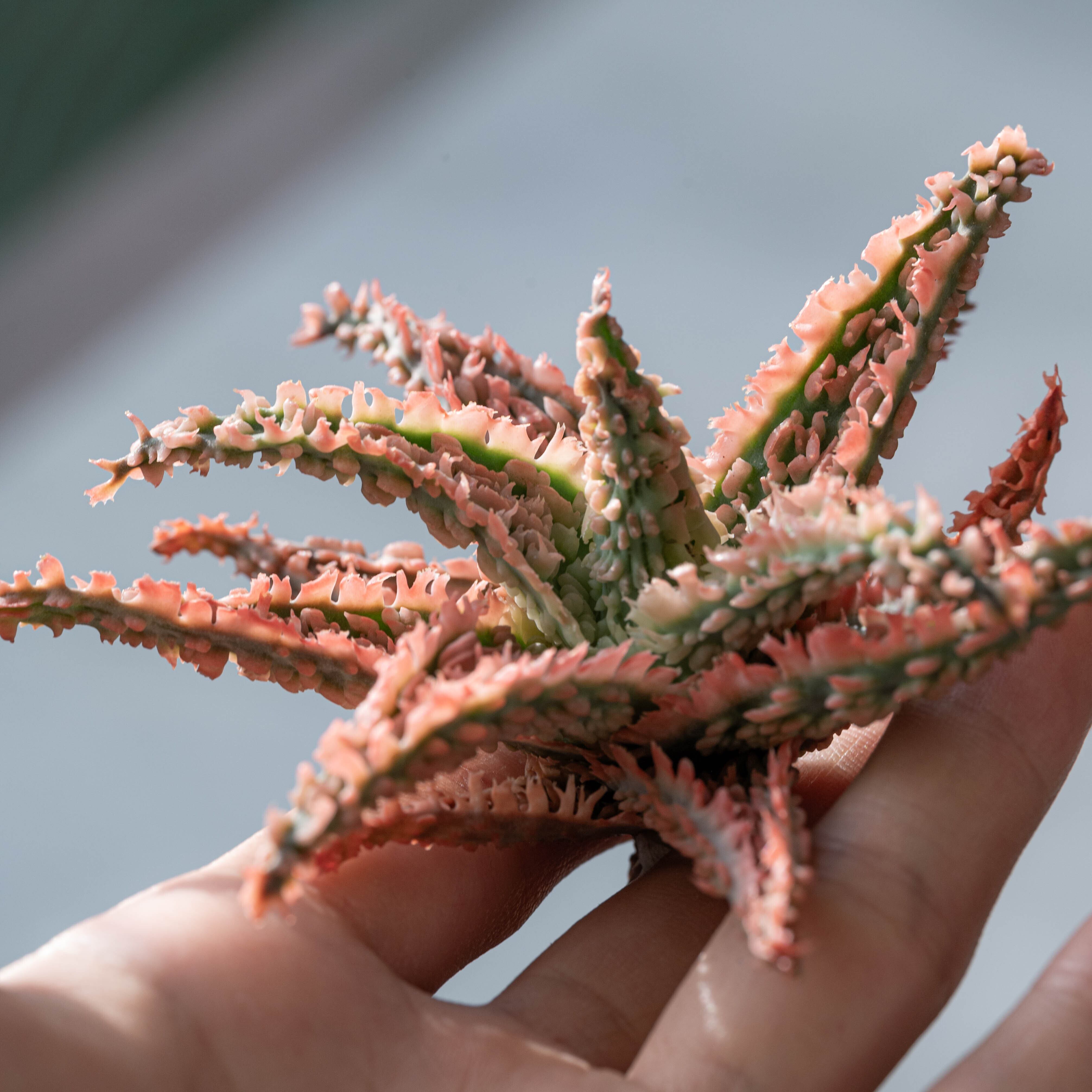 アロエ ハイブリッド -Aloe hybrid- No.17