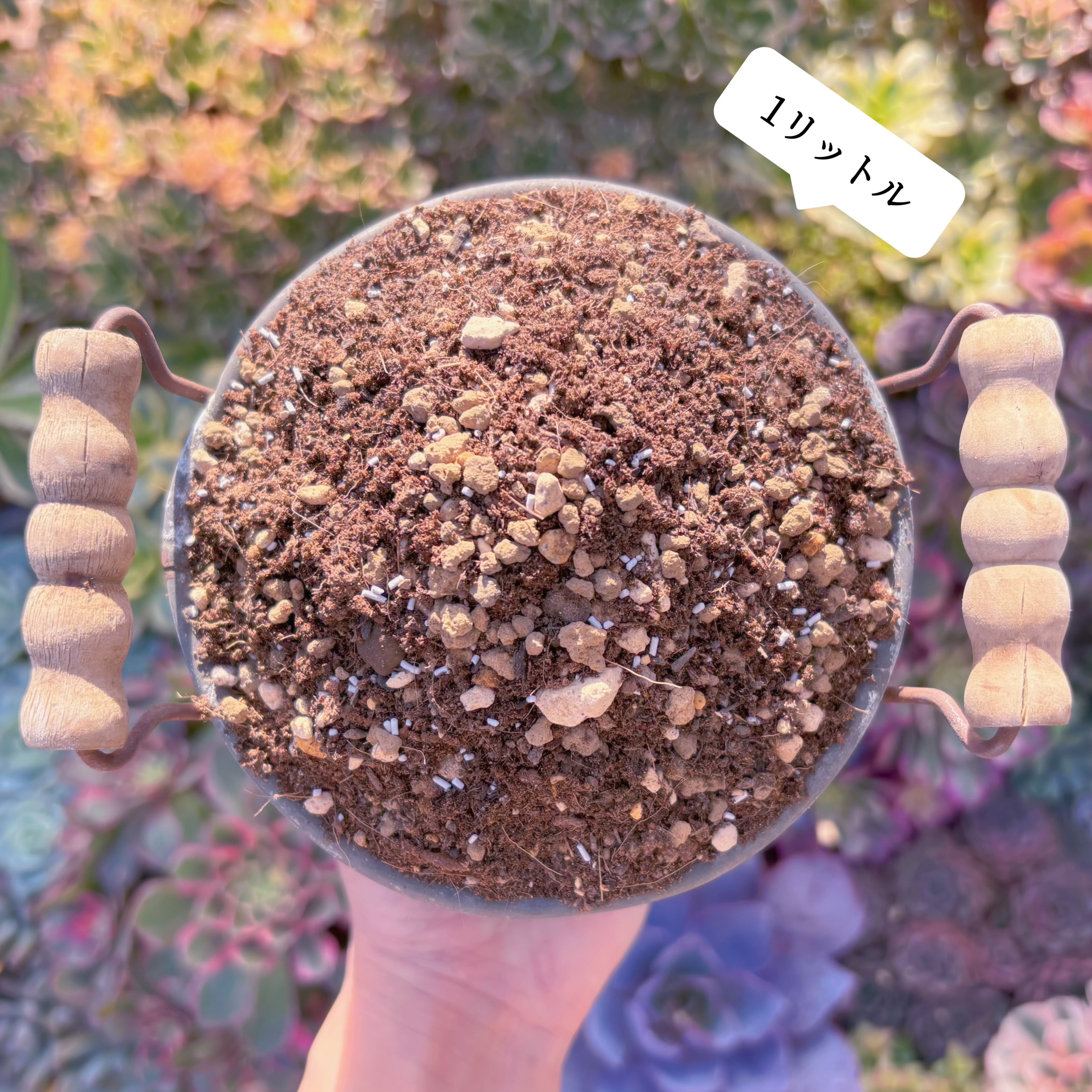 現物 多肉植物 ストロベリーミルク 特大 抜き苗 | Pay ID