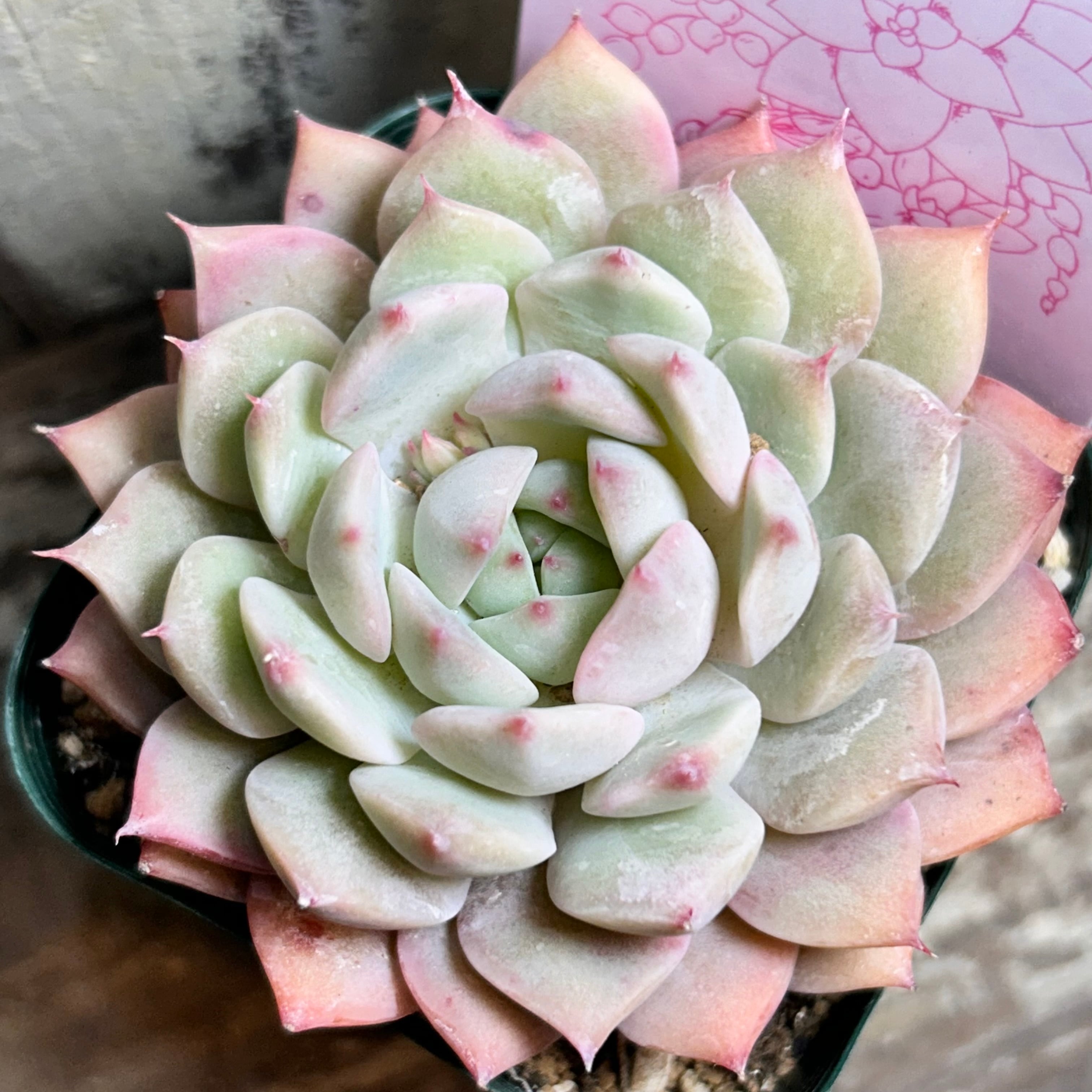 ティッピー | RuPo 多肉植物専門店