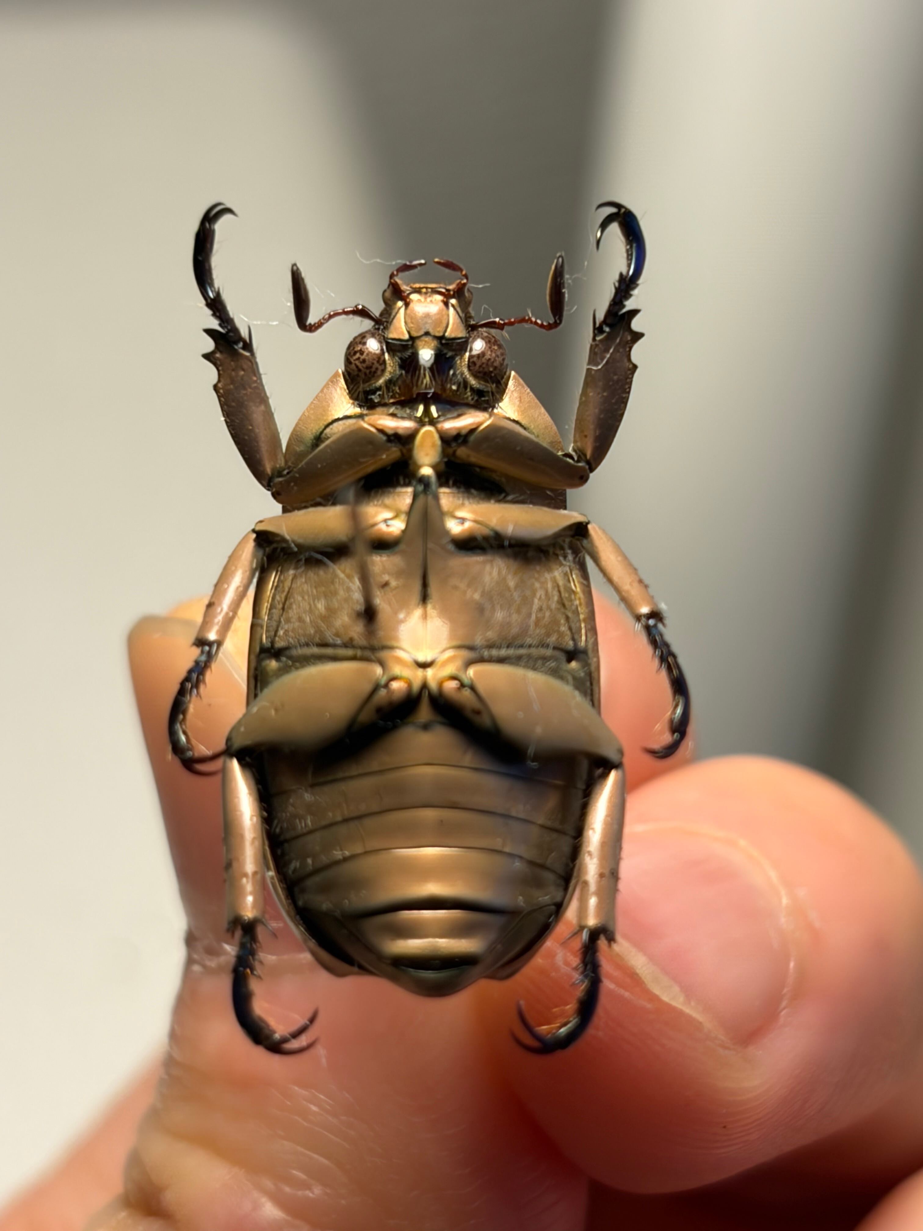 【極美】鏡のように反射するリンバータプラチナコガネ ハムシ タマムシ 標本 極美】鏡のように反射するリンバータプラチナコガネ ウグイスコガネ