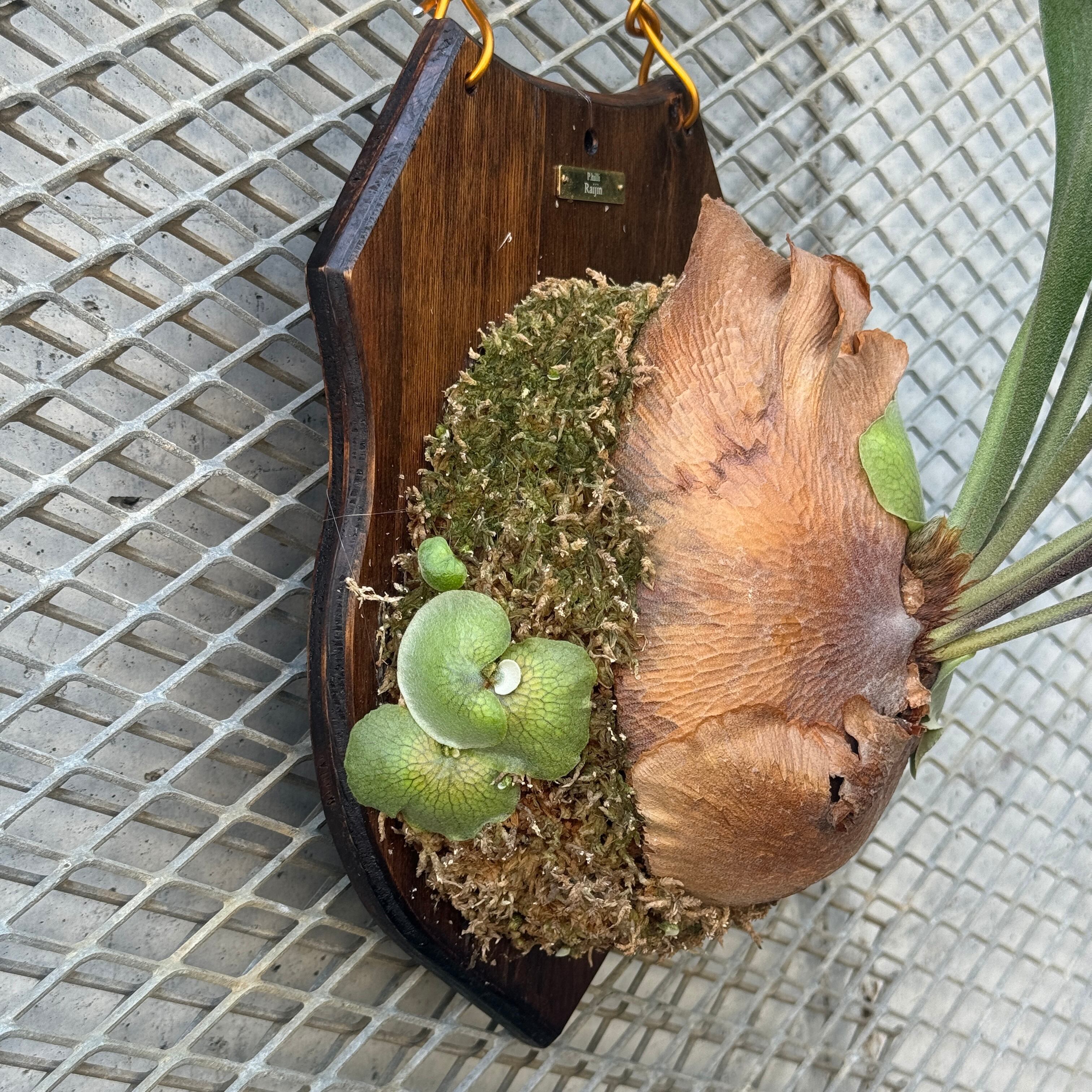 ビカクシダ ヒリー雷神