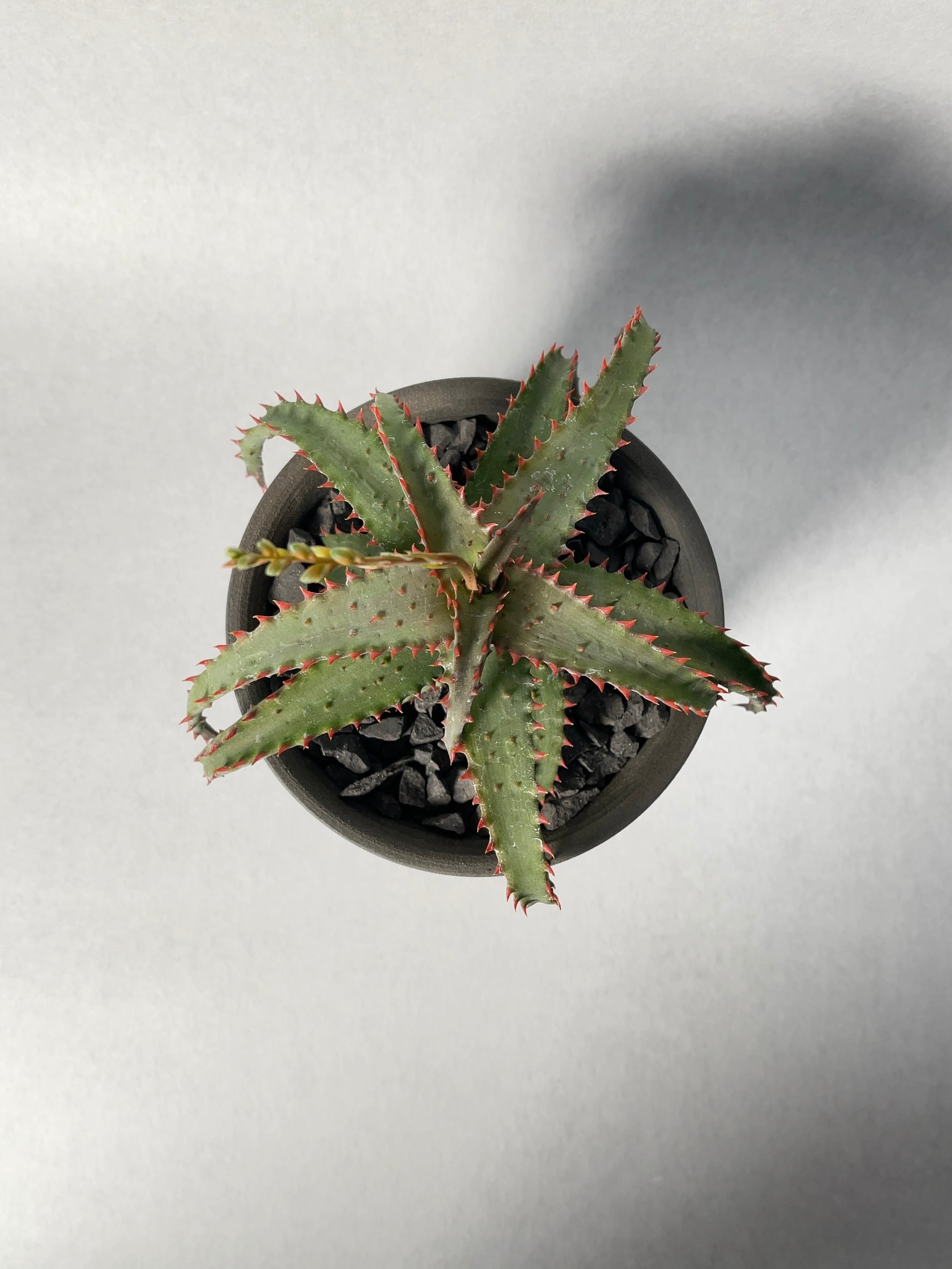 アロエ・赤忍者 | trigger