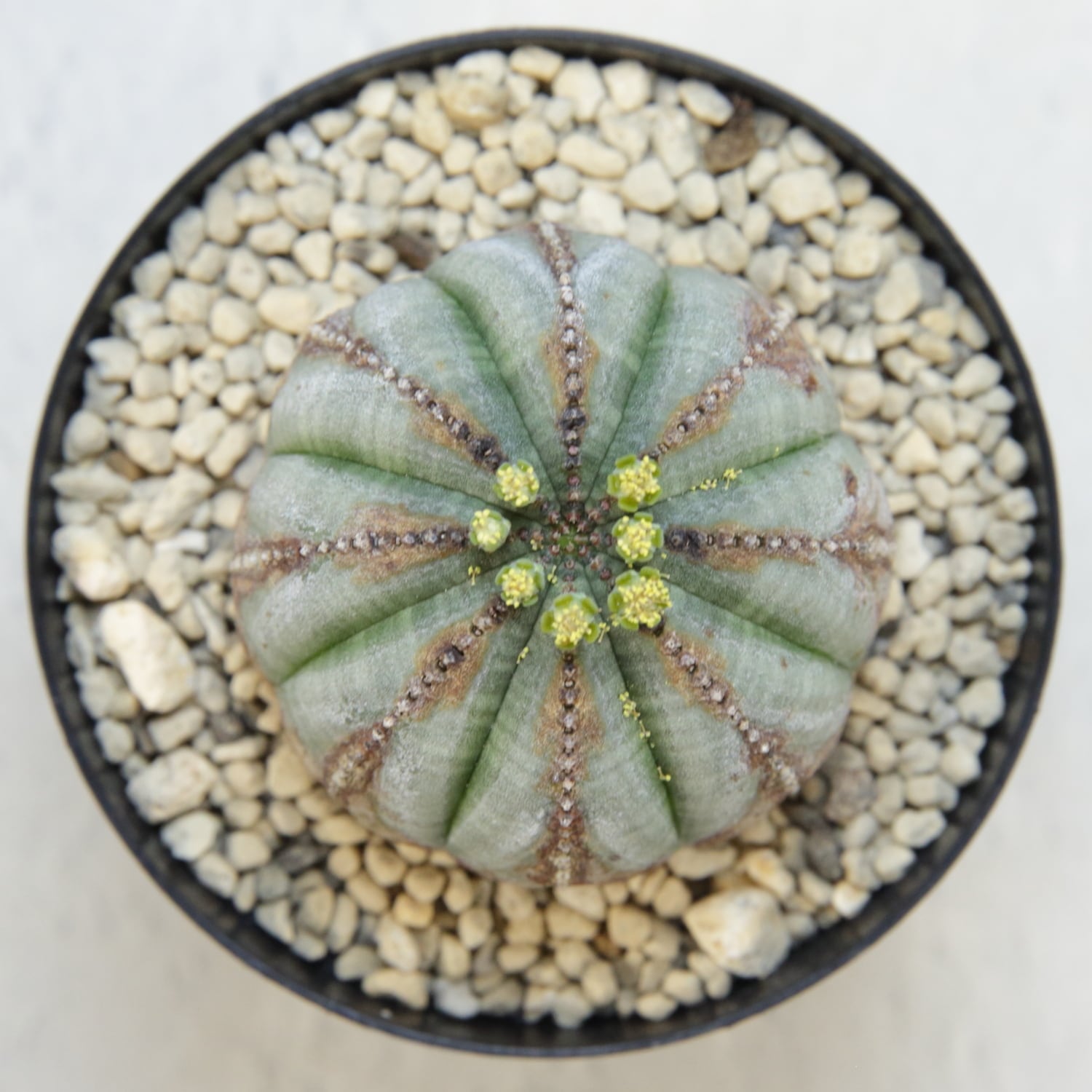 オス株 美模様 木質化 マイクロ オベサ / ユーフォルビア | LIGHTHOUSE