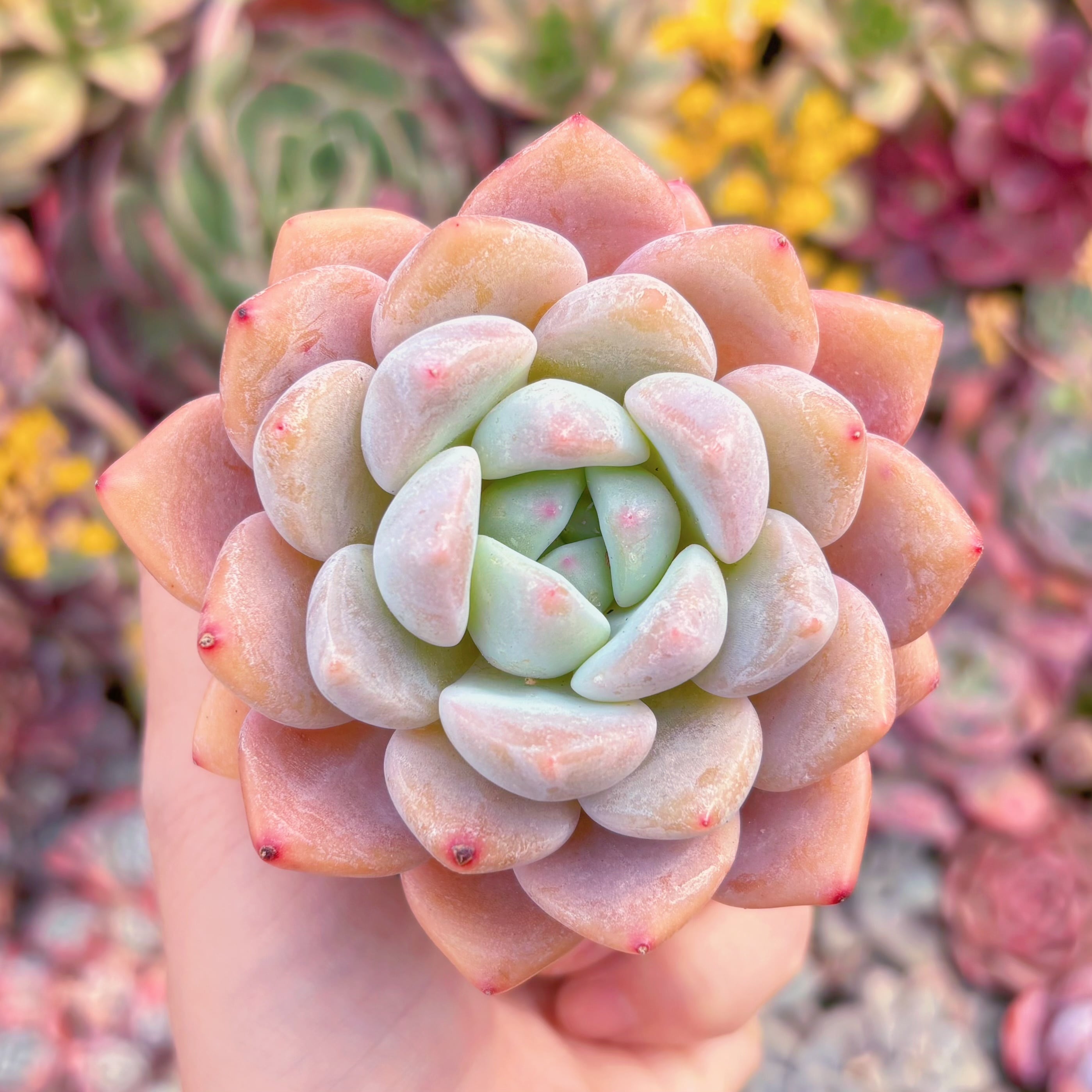 現品　蜜糖#A04　るる農園