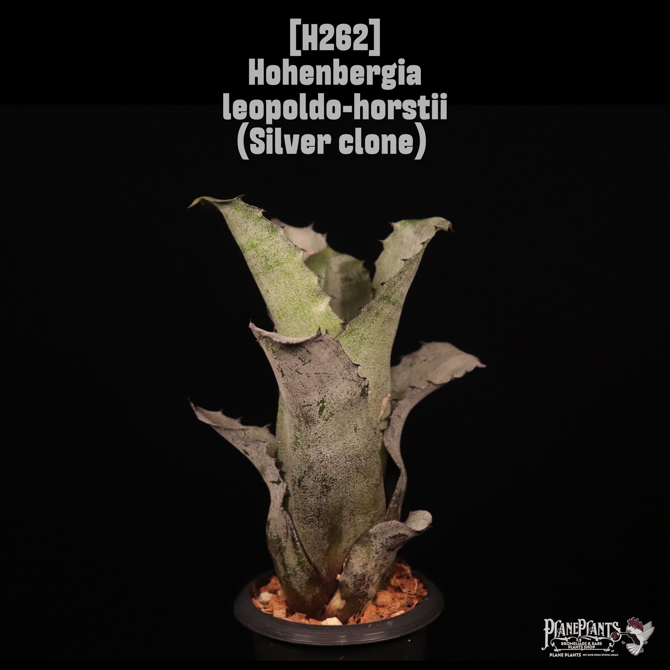 Hohenbergia leopoldo-horstii (Silver clone)〔ホヘンベルギア〕H262