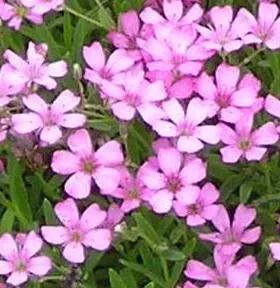 ジプソフィラ ローザス 'コーンヘッド'