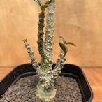 Dorstenia gigas【ドルステニア・ギガス・実生】