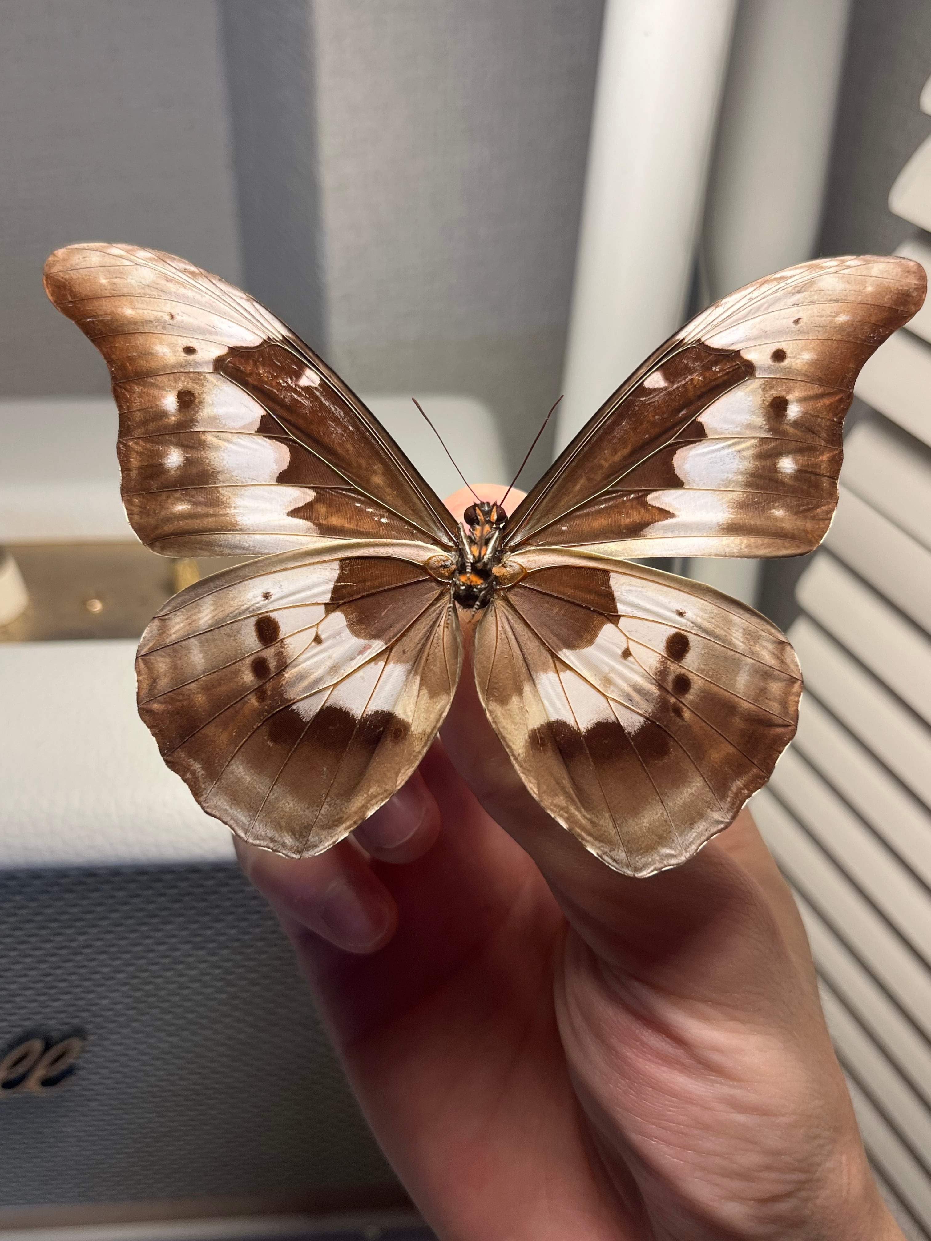 ヘレナモルフォ レテノールモルフォ蝶 蛾ピカソモスモルフォチョウ