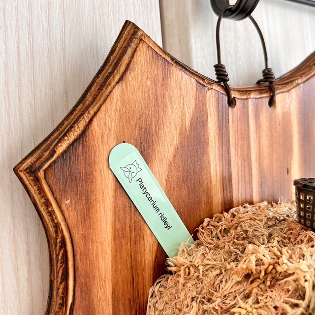 ビカクシダ リドレイ 板付 【観葉植物 室内 コウモリラン】