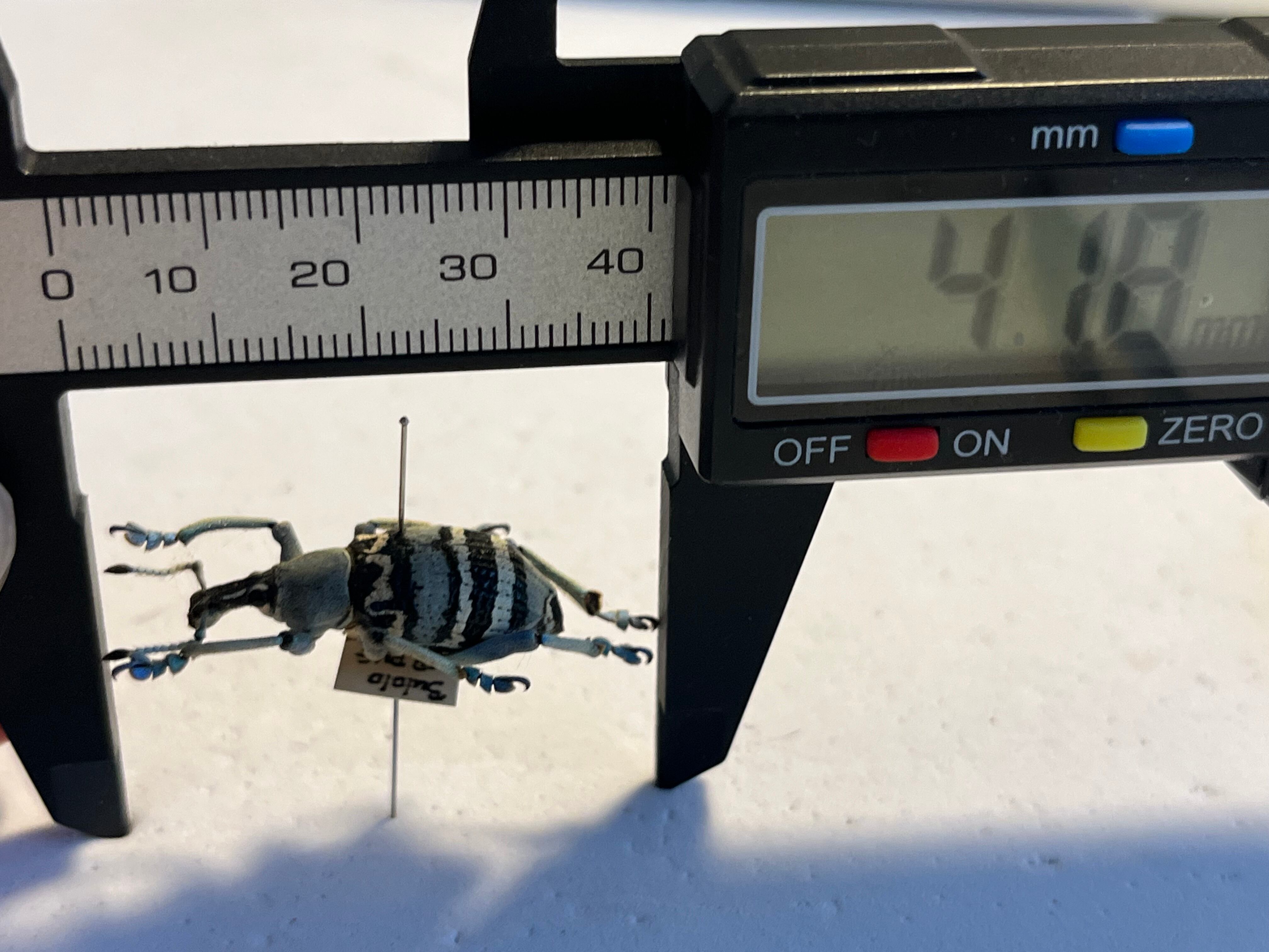 25mm】トライバルな模様が美しいニケリーホウセキゾウムシ 標本