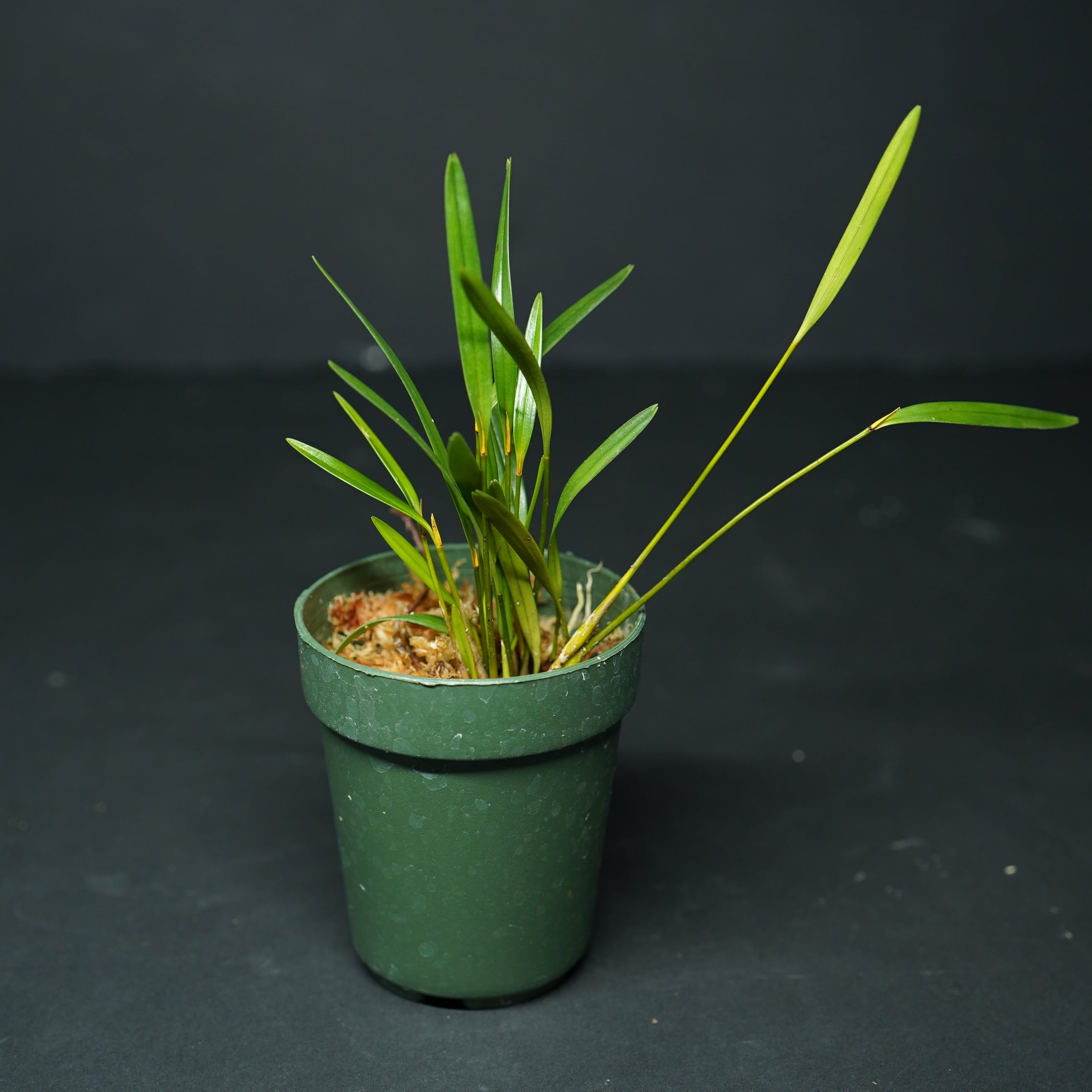 ディプロカウロビウム アトラトリフェルム Diplocaulobium aratriferum【着生ラン】テラリウム・着生向き