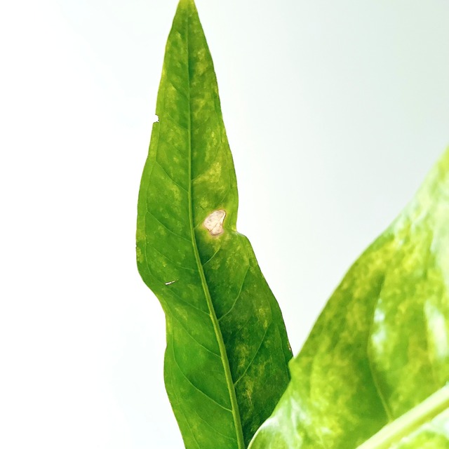 アンスリウム フーケリー 斑入り 観葉植物 calm cafe