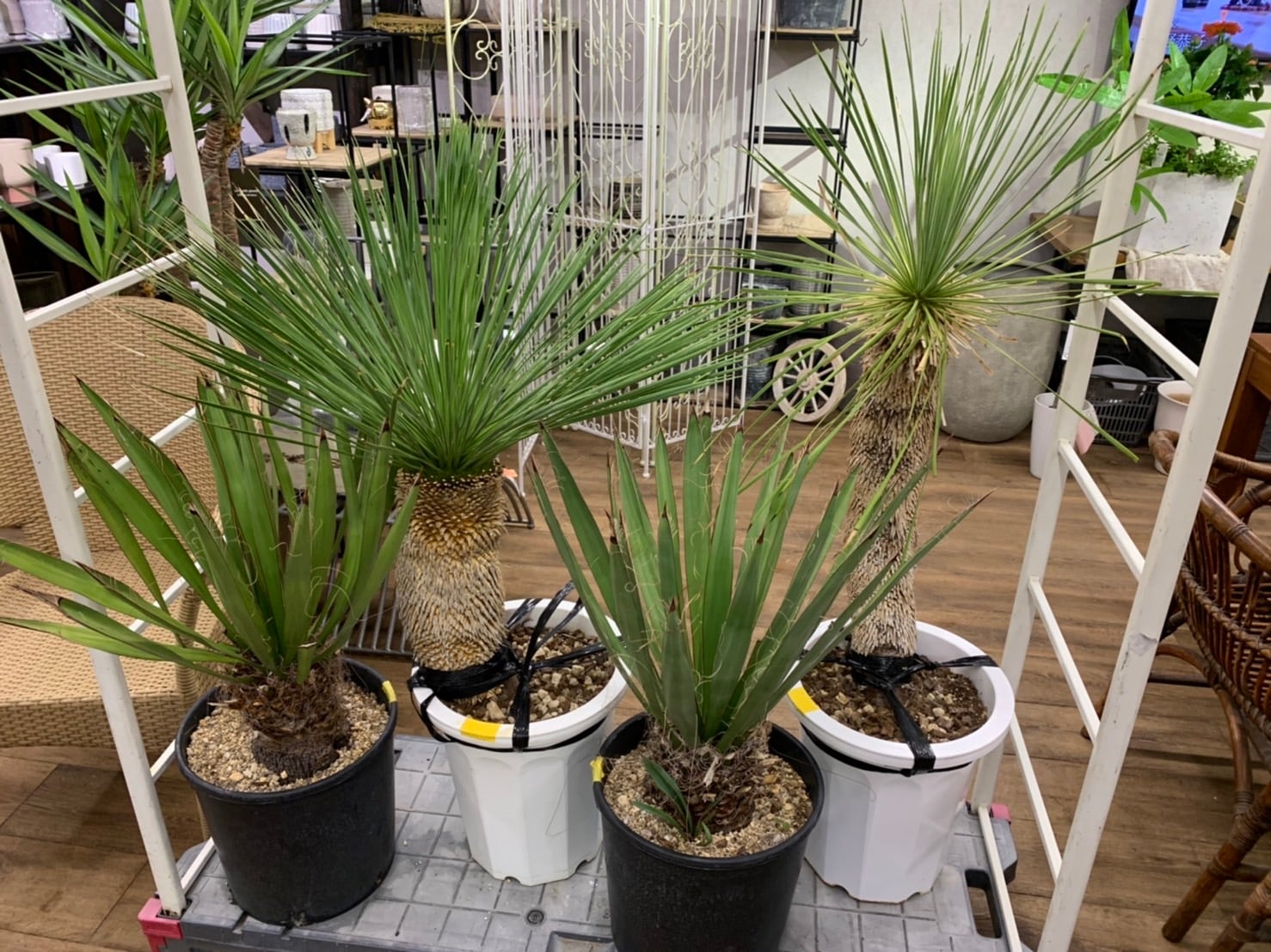 ショッピング超高品質 引取限定 ユッカ アロイフォリア Yucca 耐寒性