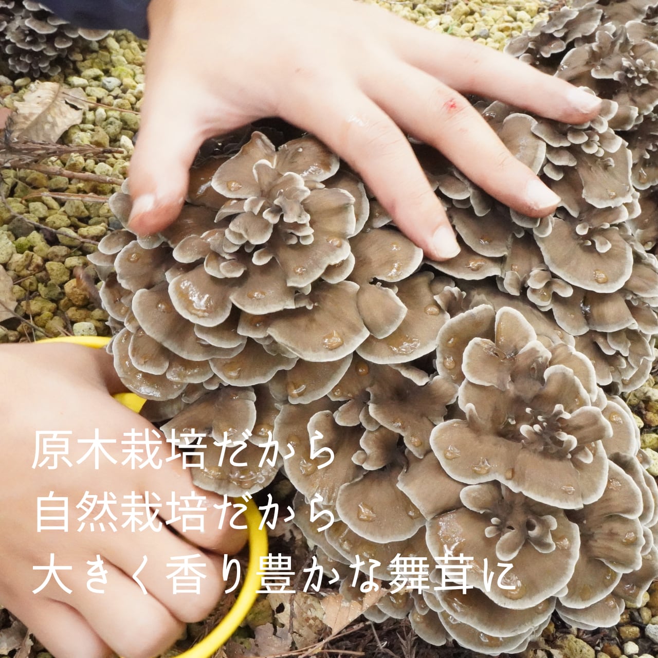 天然キノコ/舞茸/まいたけ/1.7キロ/その8 【公式通販】