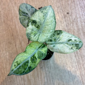 Alocasia Ninja Tricolor Variegated アロカシア・ニンジャ トリカラー2寸