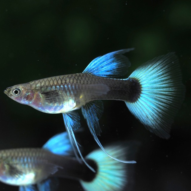 ドイツイエロータキシードリボン　若魚1カルテット＋おまけ1ペア