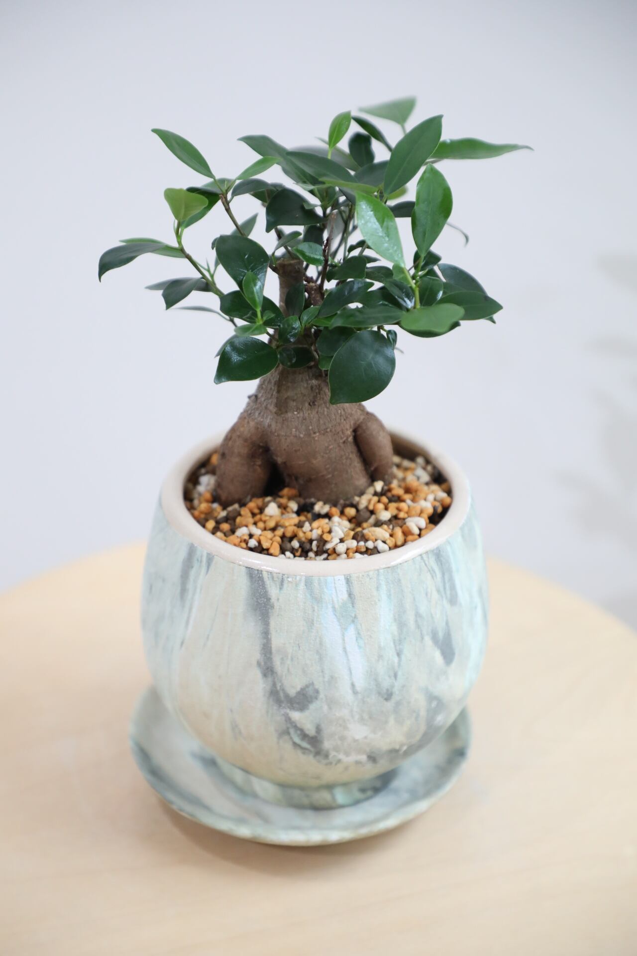 S】ガジュマル/Ficus microcarpa | 【厳選植物・器】MIDORI DOUMEI 翠
