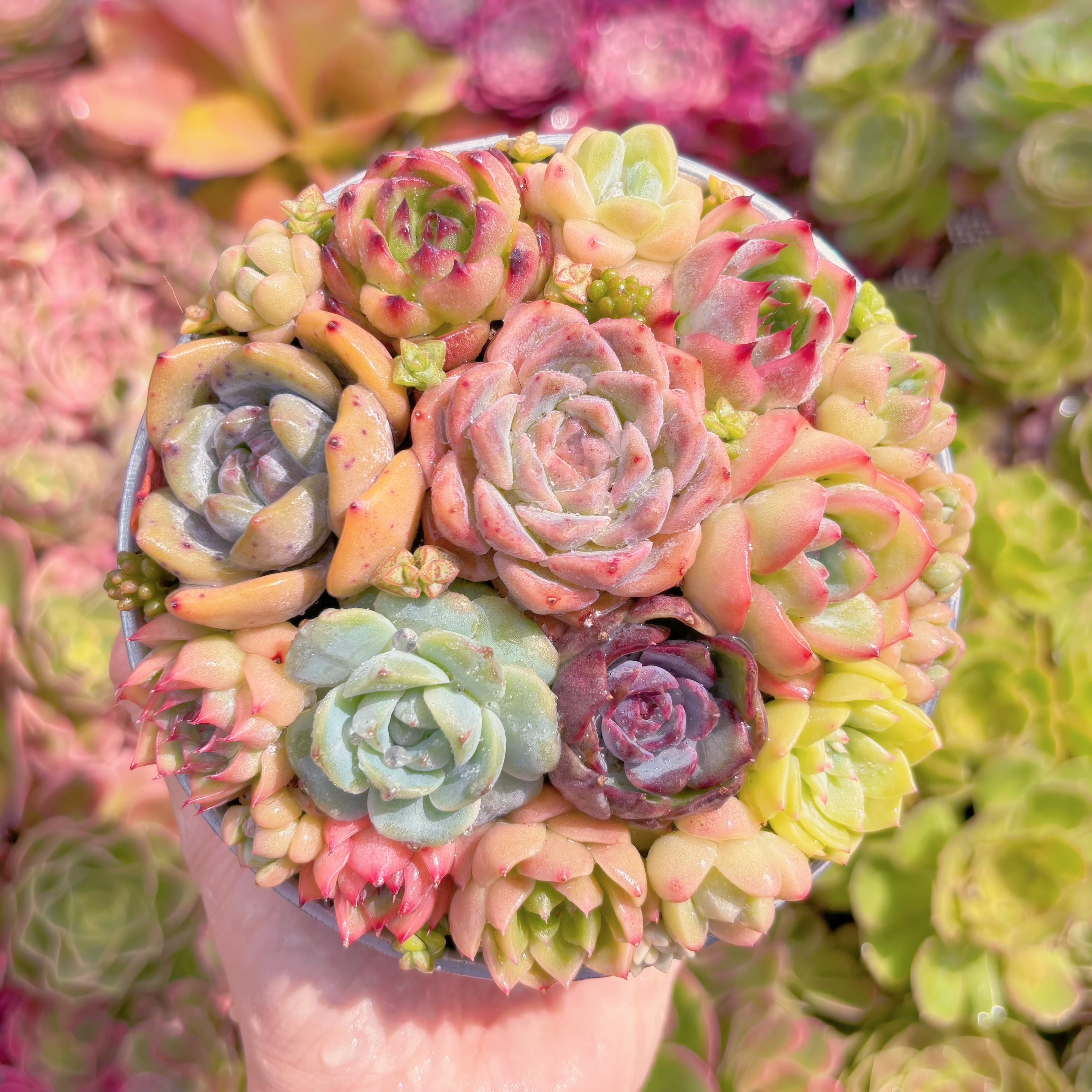 現品　寄せ植えセット#794　るる農園