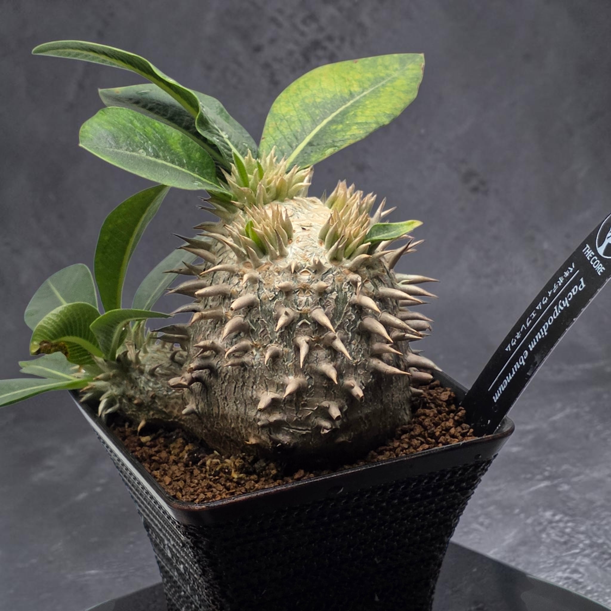まん丸・美株】パキポディウム・エブレネウム (Pachypodium eburneum