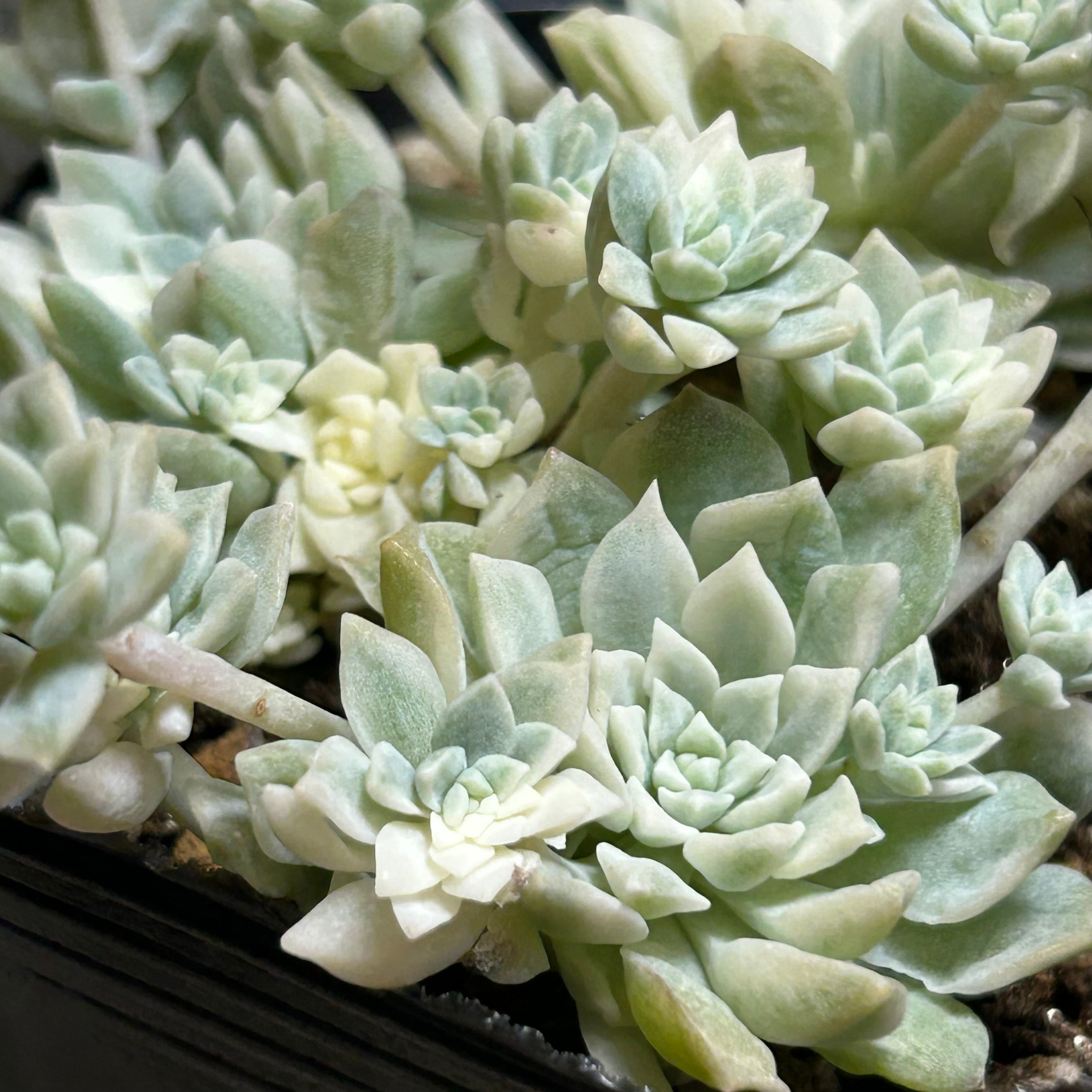 プロリフィカ錦 | RuPo 多肉植物専門店