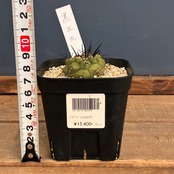 【Copiapoa】サボテン　コピアポア　黒王丸実生【1031】【再撮影】
