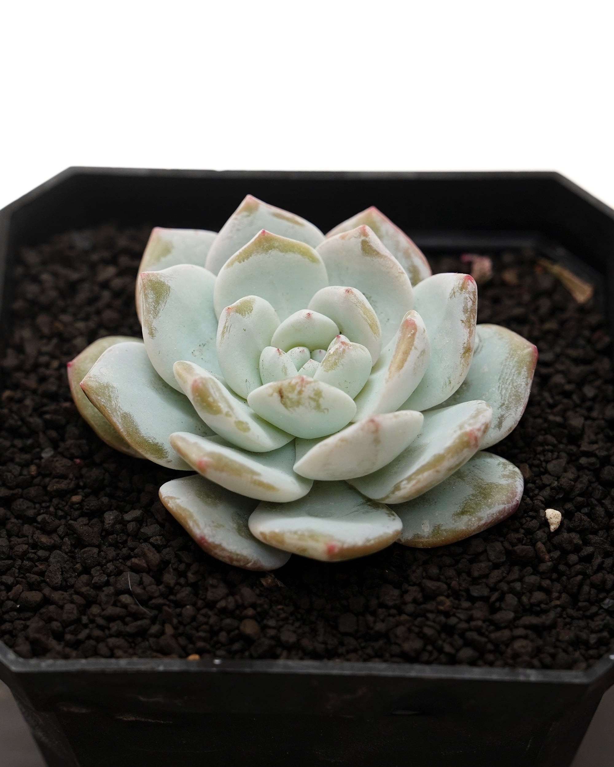 抜き苗 アエオニウム 魅金ローズ錦 Aeonium 'Charm Golden Rose