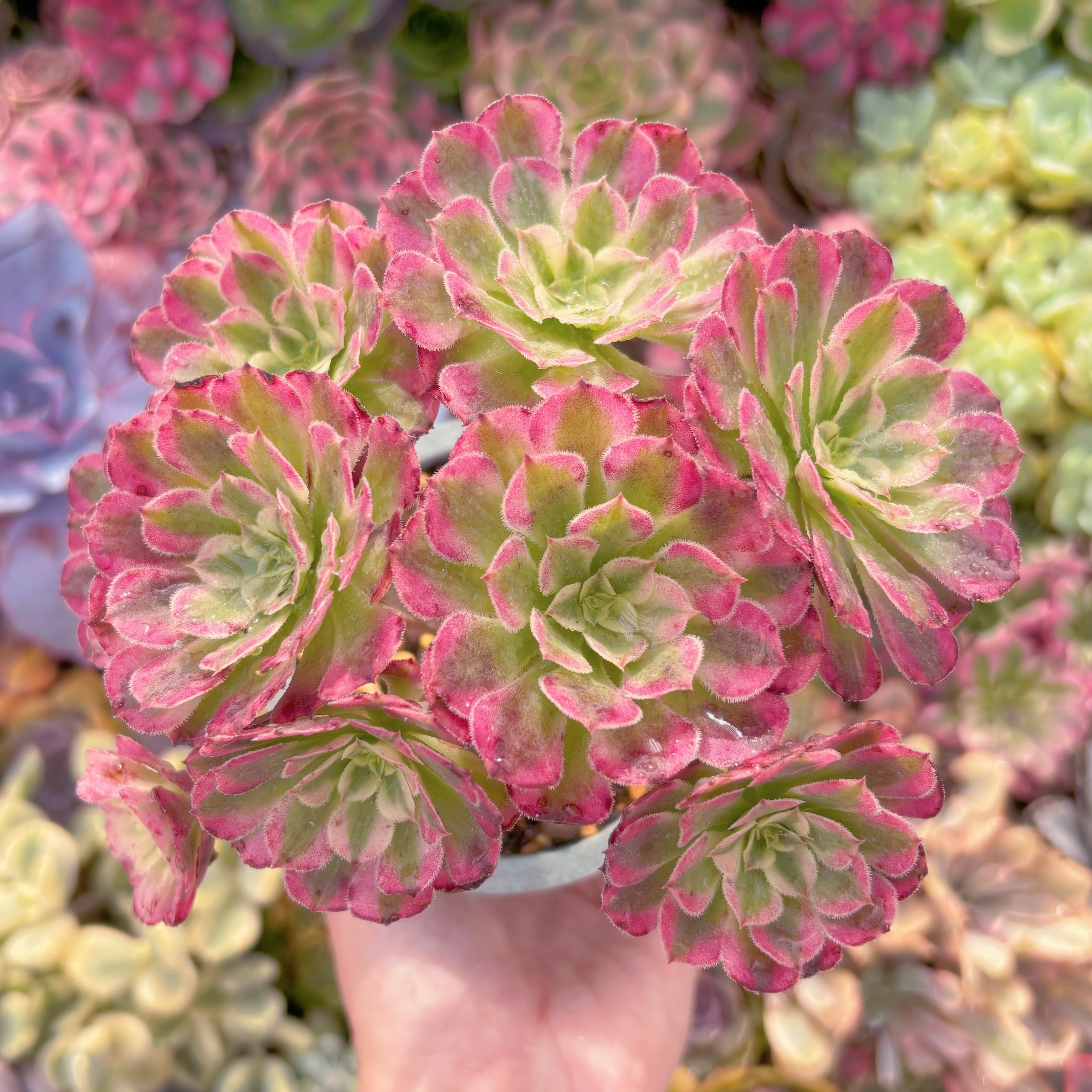 現品　ブラックチェリー変異#K038　群生　るる農園