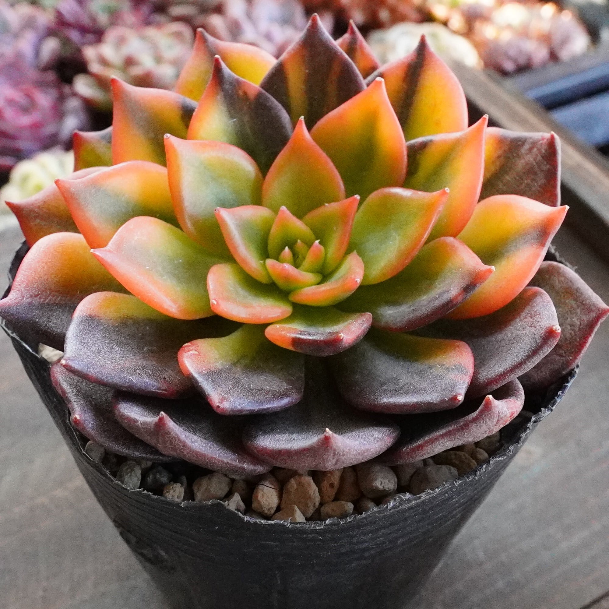 すべての商品 | E-TANIKU