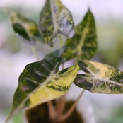 アロカシア バンビーノ イエロー / Alocasia bambino variegated 'Yellow'②
