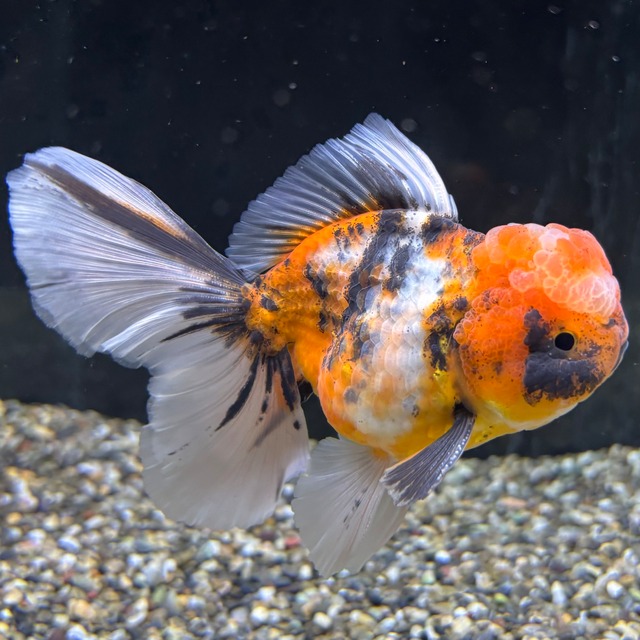 ローズテールオランダ　三色　１２ｃｍ