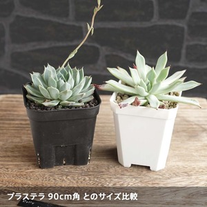 Solid Square Pot  7cm ホワイト 10個セット