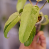 Philodendron Radiatum x Florida Beauty x Mayoi / フィロデンドロン③