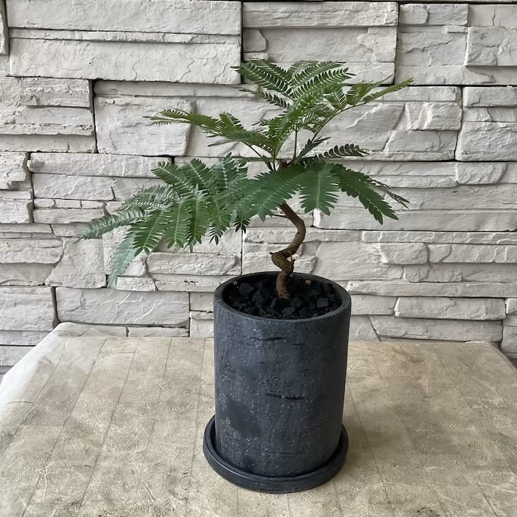 観葉植物】エバーフレッシュの鉢植え | 橋本種苗園
