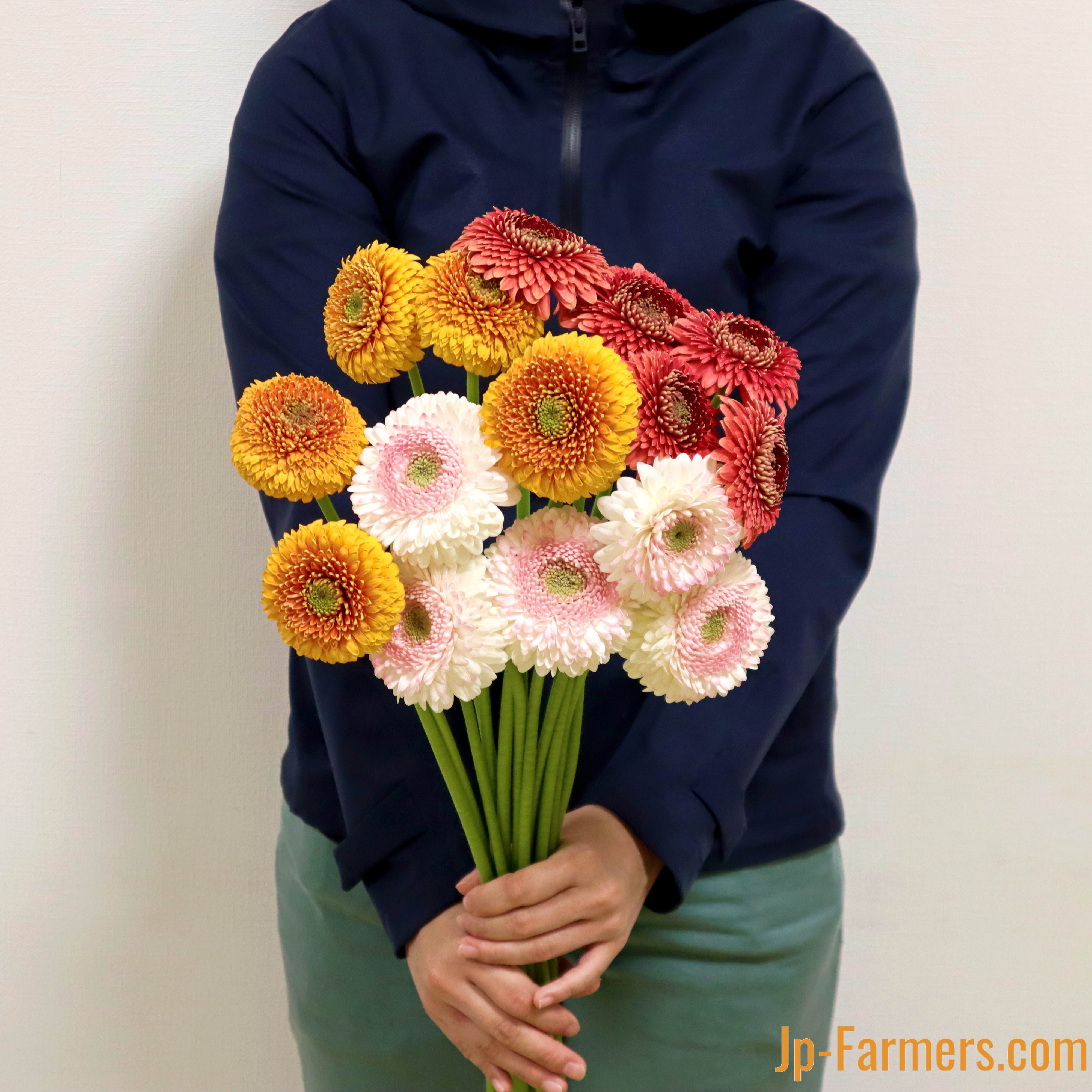 小滝さんの大輪ガーベラ ポンポン咲きアソート 15本 | 新鮮お花問屋 Jp