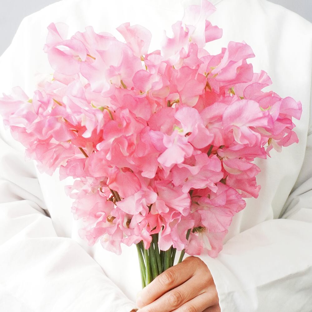 お届け期間限定 3月31日 木 まで Ja愛知みなみから届く スイートピー 25本 ピンク系 送料込み よいはな Yoihana 最高品質のお花をお届けするネット通販