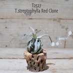 【送料無料】streptophylla Red Clone〔エアプランツ〕現品発送T2527