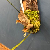 ドリナリア デスケンサ【991】