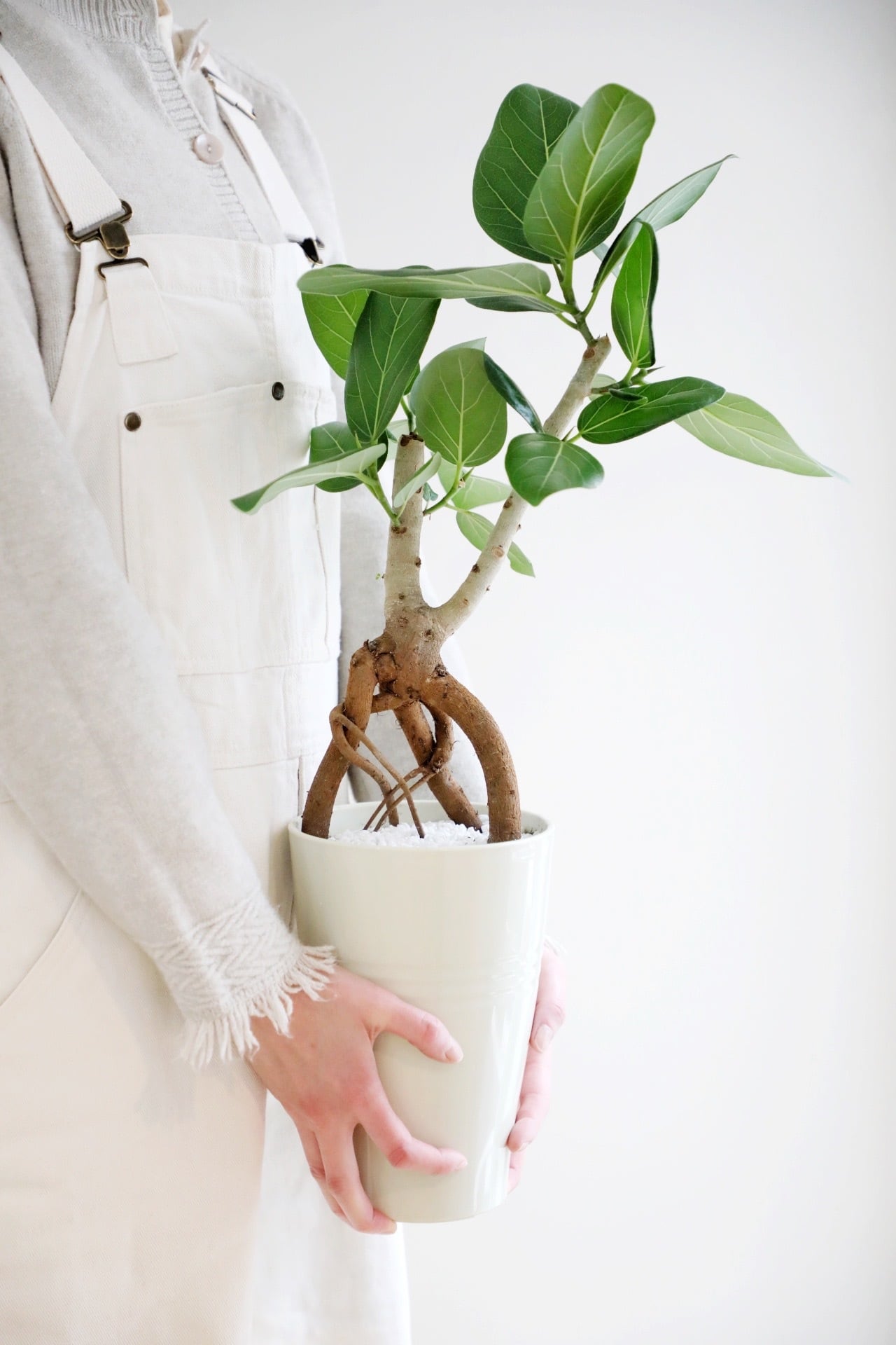 M】フィカス ベンガレンシス/Ficus | 【厳選植物・器】MIDORI DOUMEI
