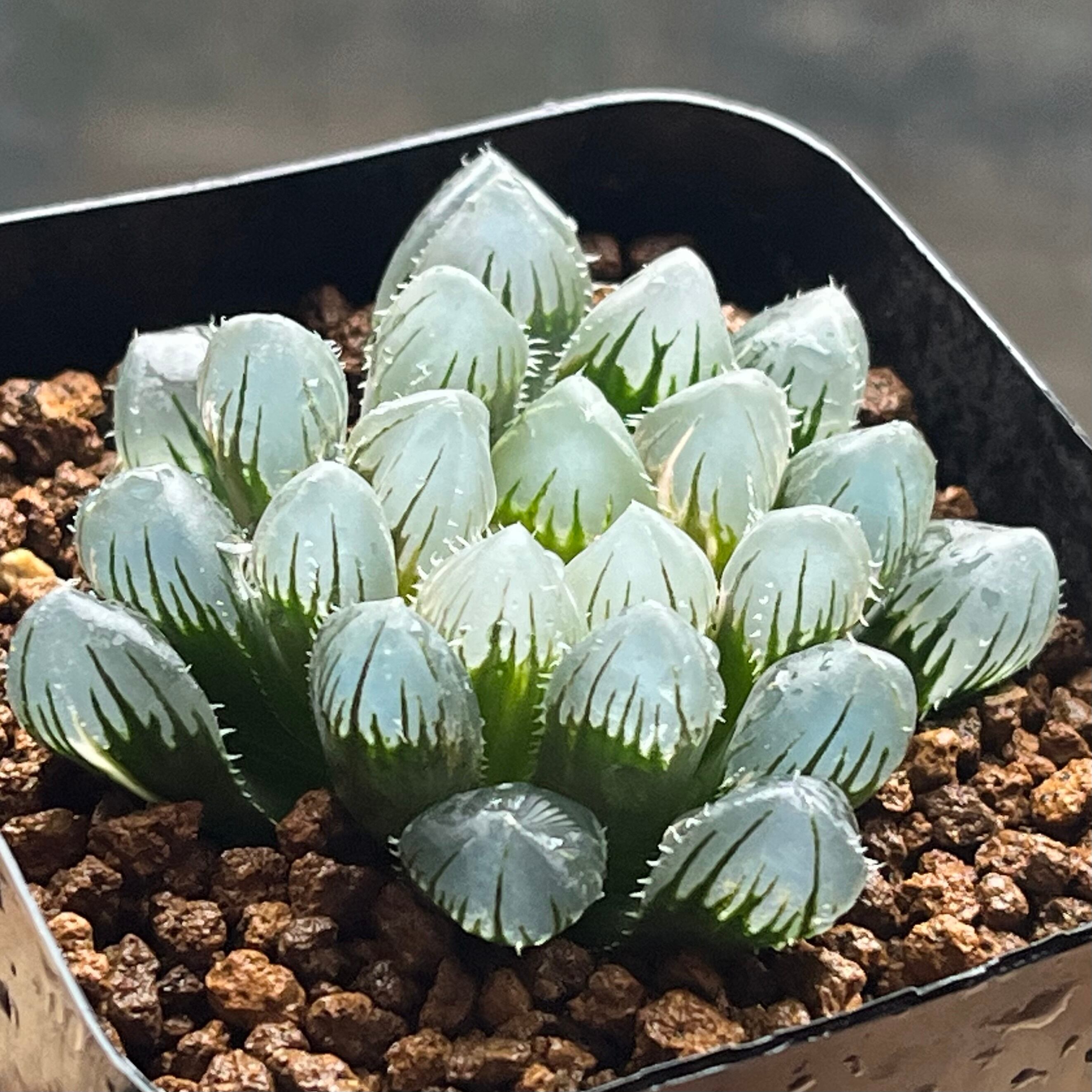 mocono_plants